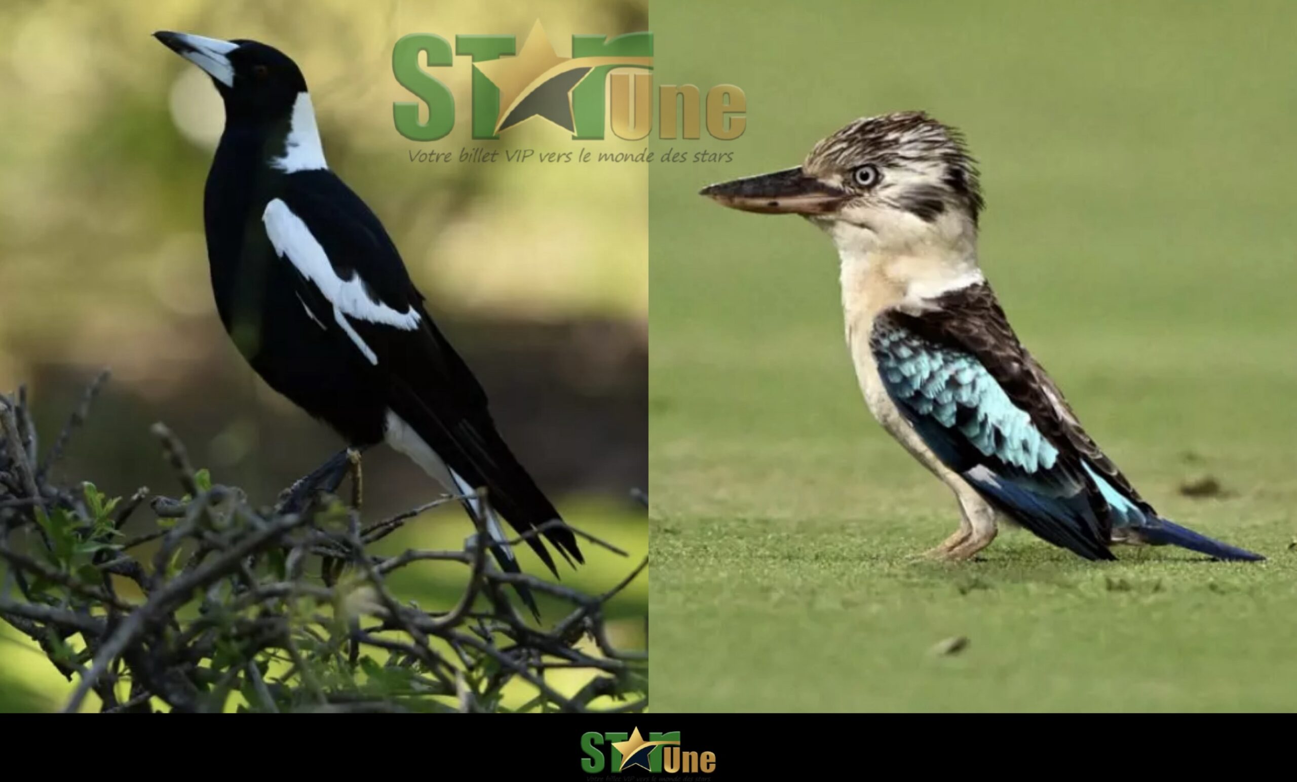 Australie : ces oiseaux, et d’autres, changent de sexe après leur naissance